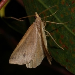 Parosteodes fictiliaria at Freshwater Creek, VIC - 16 Mar 2024