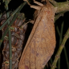 Elhamma australasiae (A Swift or Ghost moth (Hepialidae)) at WendyM's farm at Freshwater Ck. - 15 Mar 2024 by WendyEM