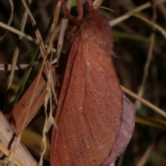 Elhamma australasiae (A Swift or Ghost moth (Hepialidae)) at Freshwater Creek, VIC - 16 Mar 2024 by WendyEM