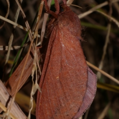 Elhamma australasiae (A Swift or Ghost moth (Hepialidae)) at WendyM's farm at Freshwater Ck. - 16 Mar 2024 by WendyEM