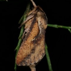 Elhamma australasiae (A Swift or Ghost moth (Hepialidae)) at WendyM's farm at Freshwater Ck. - 15 Mar 2024 by WendyEM