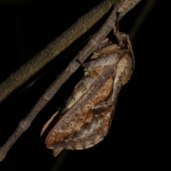 Elhamma australasiae (A Swift or Ghost moth (Hepialidae)) at Freshwater Creek, VIC - 15 Mar 2024 by WendyEM