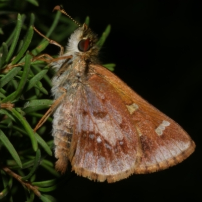 Unidentified Skipper (Hesperiidae) at Freshwater Creek, VIC - 15 Mar 2024 by WendyEM