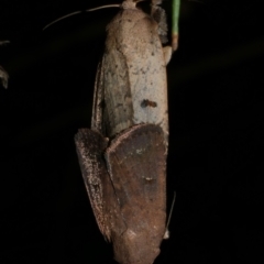 Proteuxoa hypochalchis (Black-bar Noctuid) at WendyM's farm at Freshwater Ck. - 15 Mar 2024 by WendyEM