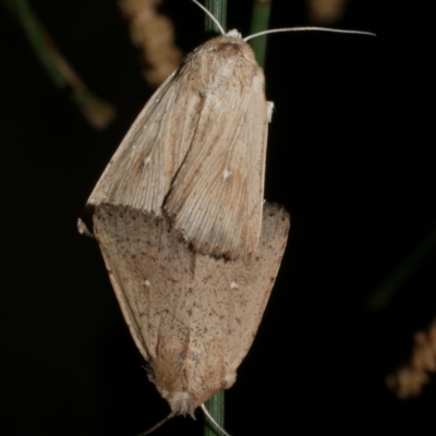 Leucania uda (A Noctuid moth) at Freshwater Creek, VIC - 16 Mar 2024 by WendyEM