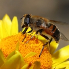 Eristalis tenax (Drone fly) at ANBG - 19 Apr 2024 by TimL