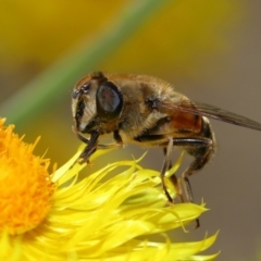 Eristalis tenax at GG179 - 19 Apr 2024 12:00 PM