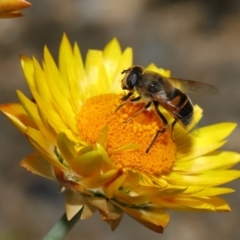 Eristalis tenax at GG179 - 19 Apr 2024 12:00 PM