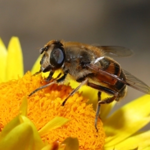 Eristalis tenax at GG179 - 19 Apr 2024 12:00 PM