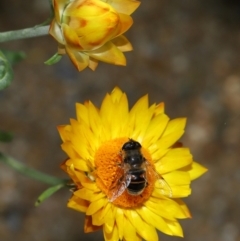 Eristalis tenax at GG179 - 19 Apr 2024 12:00 PM