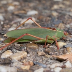 Caedicia simplex (Common Garden Katydid) at ANBG - 20 Apr 2024 by TimL