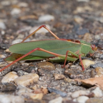 Caedicia simplex (Common Garden Katydid) at ANBG - 20 Apr 2024 by TimL