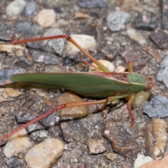 Caedicia simplex at ANBG - 20 Apr 2024