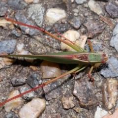 Caedicia simplex at ANBG - 20 Apr 2024