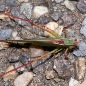 Caedicia simplex at ANBG - 20 Apr 2024