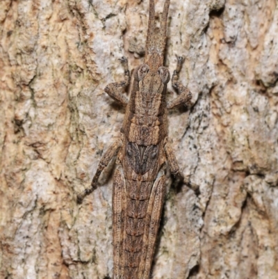 Coryphistes ruricola (Bark-mimicking Grasshopper) at ANBG - 20 Apr 2024 by TimL