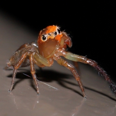 Prostheclina amplior (Orange Jumping Spider) at ANBG - 20 Apr 2024 by TimL