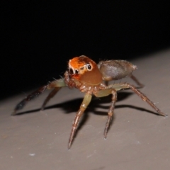 Prostheclina amplior at ANBG - 20 Apr 2024 03:37 PM