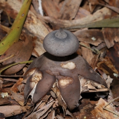 Geastrum tenuipes (An earthstar) at ANBG - 20 Apr 2024 by TimL