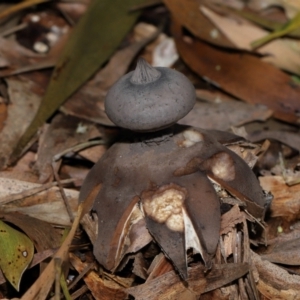 Geastrum tenuipes at ANBG - 20 Apr 2024 12:46 PM