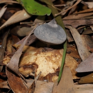 Geastrum tenuipes at ANBG - 20 Apr 2024