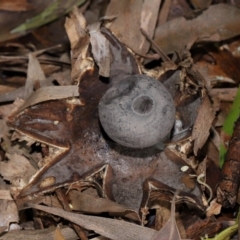 Geastrum tenuipes at ANBG - 20 Apr 2024