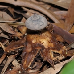 Geastrum tenuipes at ANBG - 20 Apr 2024 12:47 PM