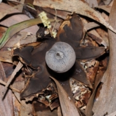 Geastrum tenuipes at ANBG - 20 Apr 2024 12:47 PM