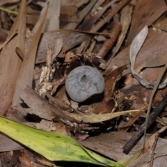 Geastrum tenuipes at ANBG - 20 Apr 2024