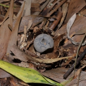 Geastrum tenuipes at ANBG - 20 Apr 2024