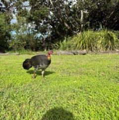 Alectura lathami (Australian Brush-turkey) at Waverton, NSW - 21 Apr 2024 by Choyster