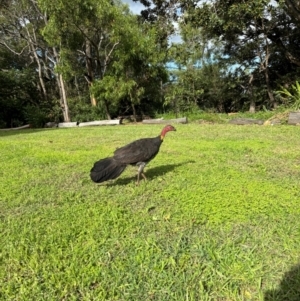 Alectura lathami at Waverton, NSW - 21 Apr 2024