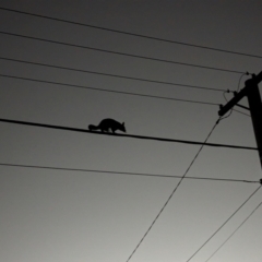 Trichosurus vulpecula (Common Brushtail Possum) at Watson Green Space - 20 Apr 2024 by AniseStar