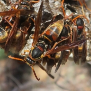 Polistes (Polistella) humilis at ANBG - 21 Apr 2024