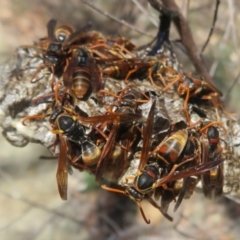 Polistes (Polistella) humilis at ANBG - 21 Apr 2024