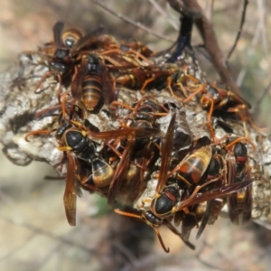 Polistes (Polistella) humilis at ANBG - 21 Apr 2024 10:36 AM