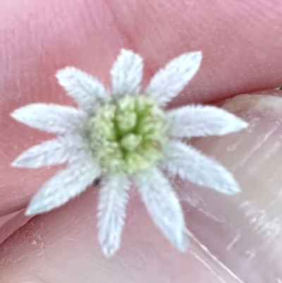 Actinotus minor (Lesser Flannel Flower) at Moollattoo, NSW - 21 Apr 2024 by lbradleyKV