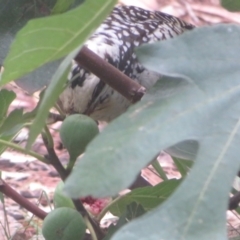 Eudynamys orientalis (Pacific Koel) at Flynn, ACT - 2 Mar 2024 by Christine