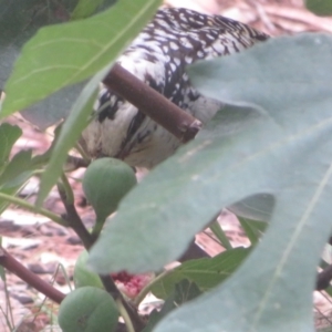 Eudynamys orientalis at Flynn, ACT - 2 Mar 2024 02:23 PM