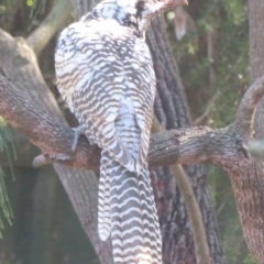 Eudynamys orientalis at Flynn, ACT - 2 Mar 2024 02:23 PM