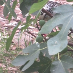 Eudynamys orientalis at Flynn, ACT - 2 Mar 2024 02:23 PM