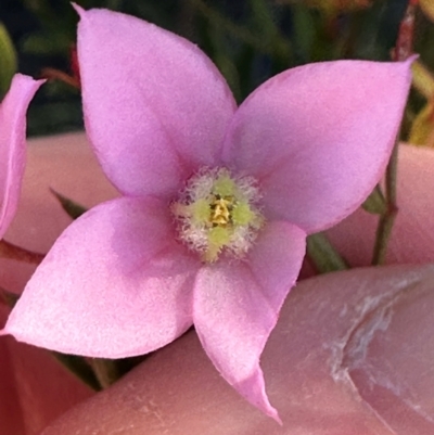 Unidentified Other Shrub at Moollattoo, NSW - 21 Apr 2024 by lbradley