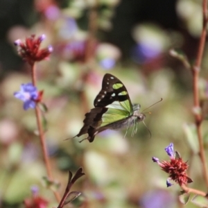 Graphium macleayanum (Macleay's Swallowtail) at Mount Tomah, NSW by Milobear