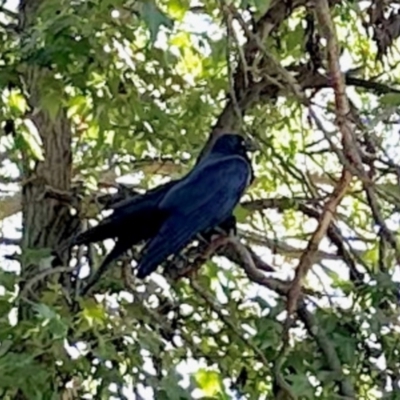 Corvus coronoides (Australian Raven) at GG182 - 20 Apr 2024 by KMcCue