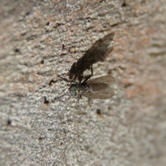 Unverified Other true fly at Higgins Woodland - 21 Apr 2024 by MichaelWenke