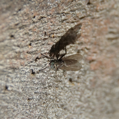 Unidentified Other true fly at suppressed - 21 Apr 2024 by Trevor