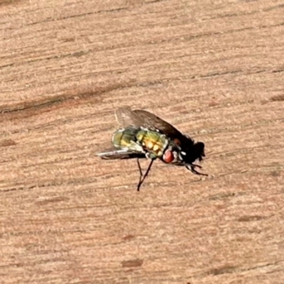 Rutilia (Rutilia) setosa at Aranda, ACT - 21 Apr 2024 by KMcCue