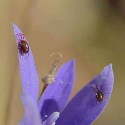 Acari (informal subclass) (Unidentified mite) at Higgins Woodland - 21 Apr 2024 by MichaelWenke