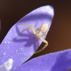 Thomisidae (family) (Unidentified Crab spider or Flower spider) at Higgins Woodland - 21 Apr 2024 by MichaelWenke