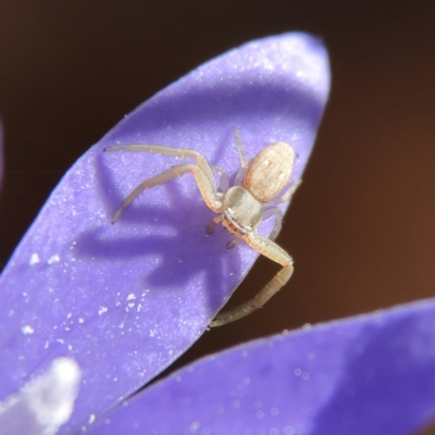 Thomisidae (family) (Unidentified Crab spider or Flower spider) at Higgins Woodland - 21 Apr 2024 by Trevor